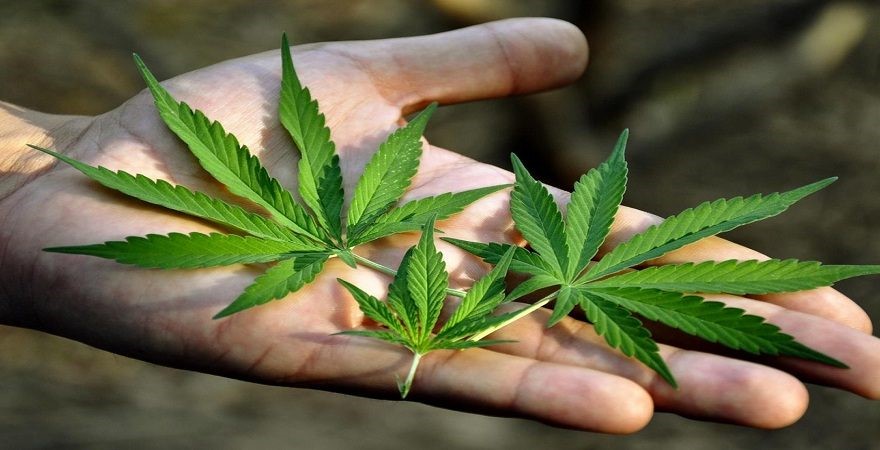 image cannabis
